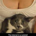 Cool Animals Picdump 54