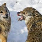 Cool Animals Picdump 56