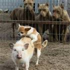 Cool Animals Picdump 58