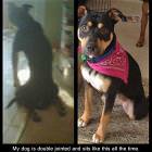 Cool Animals Picdump 5