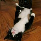 Cool Animals Picdump 60