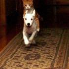 Cool Animals Picdump 61