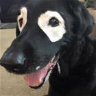 Cool Animals Picdump 68