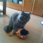 Cool Animals Picdump 6