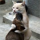 Cool Animals Picdump 72