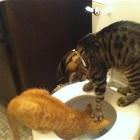Cool Animals   GIFDUMP   21