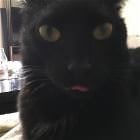 Cool Animals   GIFDUMP   22