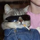 Cool Cat Is Cool