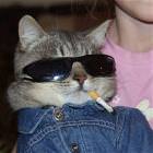Cool Cat