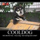 Cool Dog