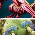 Cool Microscope Pictures