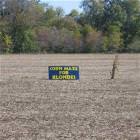 Corn Maze For Blondes