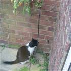 Cornered
