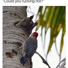 Could You Not