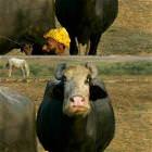 Cow Closeup