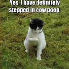 Cow Poop