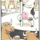 Cow Strip Club