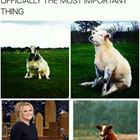 Cows Sitting Like Dogs