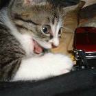 Crack Cat