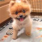 Crack Dog