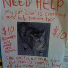 Crazy Bad Cat