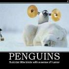 Crazy Birds