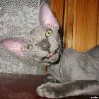 Creepy Looking Cat