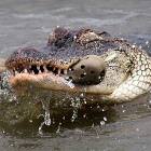 Croc On Crocs