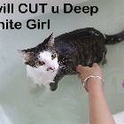 Cut You Cat