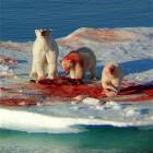 Cute Cuddly Bears