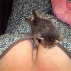 Cute Kitten