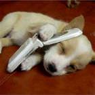 Cute Puppy On Cellphone