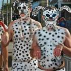 Dalmations