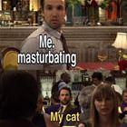 Damn Cats