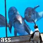 Dat Penguin