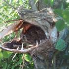 Dead Pike Nest