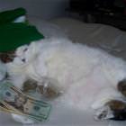 Dealer Cat