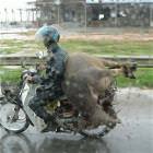 Dedicated Hunter