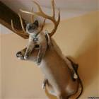 Deer Cat