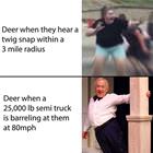 Deer Reactions