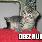 Deez Nutz