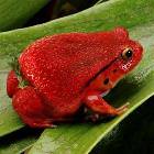 Delicious Frog
