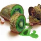 Delicious Mouse