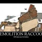 Demolition Racoon