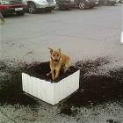 Destructive Dogs