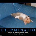 Determination