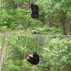 Determined Bear