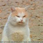 Dick Cheney Cat