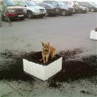 Digging Dog