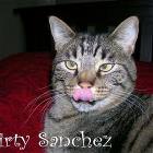 Dirty Sanchez Cat